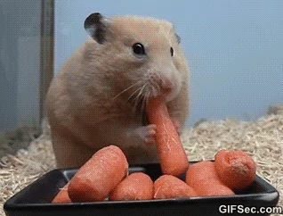 Hamster stuffing carrots into his mouth