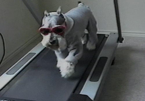 Schnauzer running on the treadmill